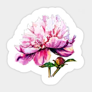 Pink peony Sticker